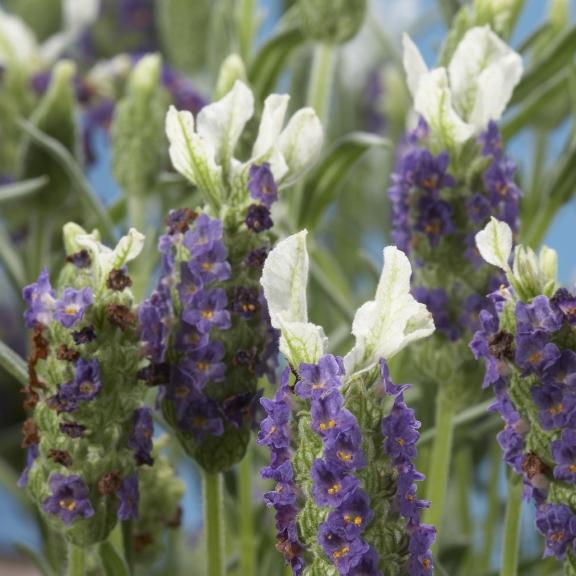 Lavandula stoechas Madrid Blue ® - Pépinière La Forêt