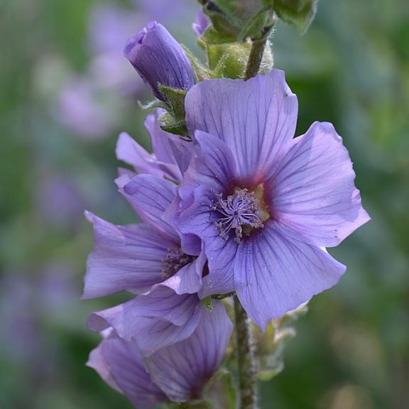 Lavatera Blue Bird ® - Pépinière La Forêt