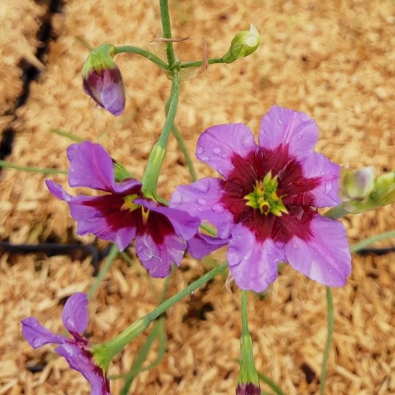 Leucocoryne ixioides Andes ® - Pépinière La Forêt