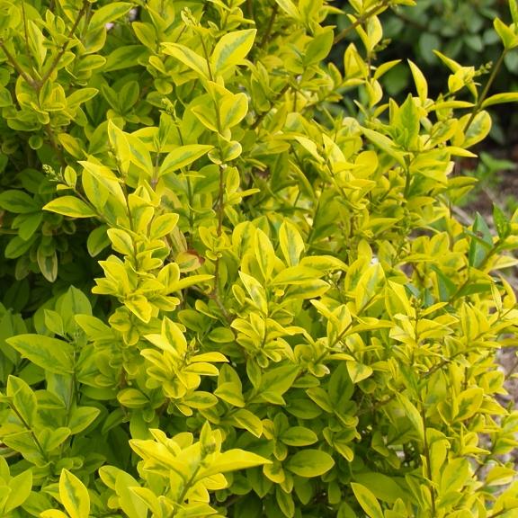 Ligustrum sinensis Lemon Lime ®  - Pépinière La Forêt