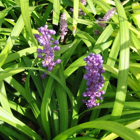 Liriope muscari Big Blue - Pépinière La Forêt