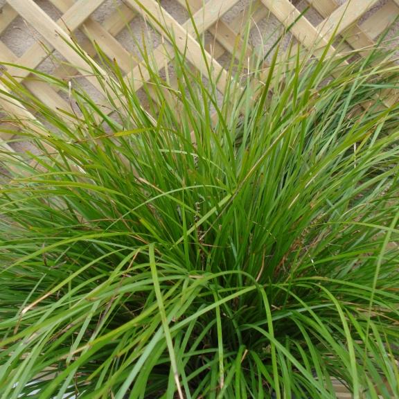 Lomandra longifolia Tanika ® - Pépinière La Forêt