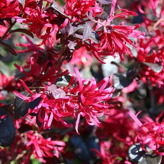 Loropetalum Pipas Red - Pépinière La Forêt