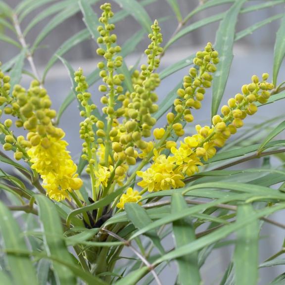 Mahonia x Soft Caress ® - Pépinière La Forêt