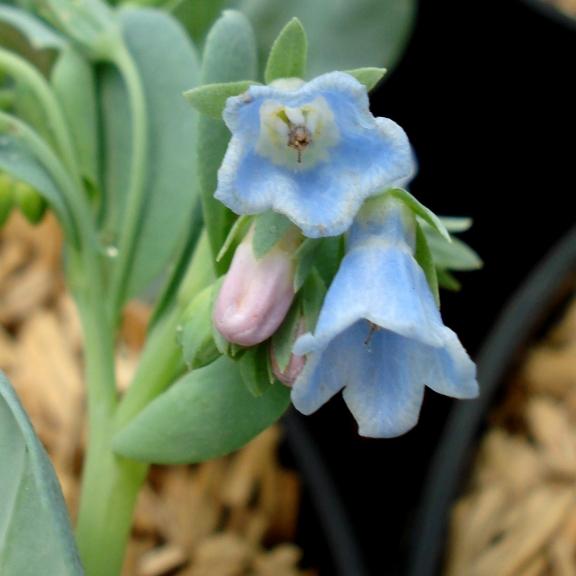 Mertansia maritima - Pépinière La Forêt