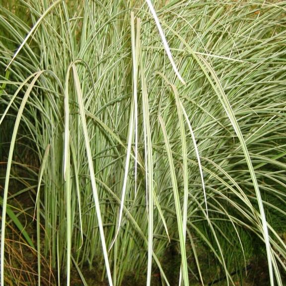 Miscanthus sinensis Morning Light - Pépinière La Forêt