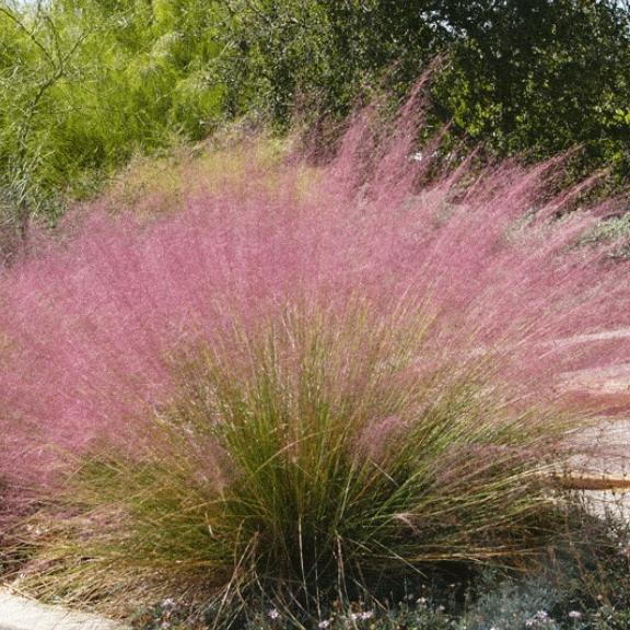 Muhlenbergia capillaris - Pépinière La Forêt