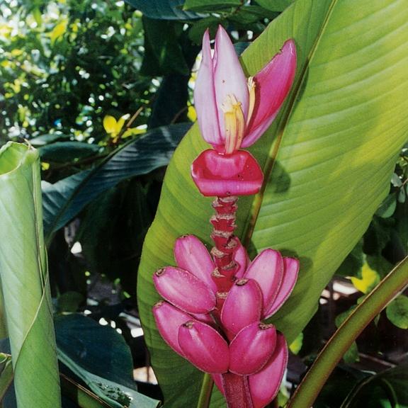 Musa Velutina - Pépinière La Forêt