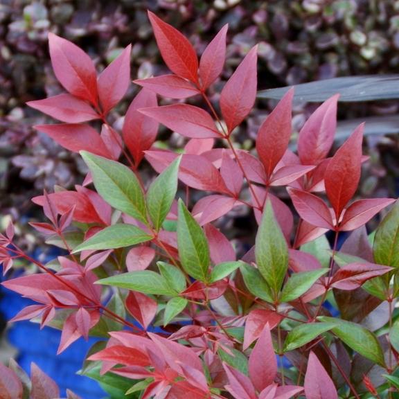 Nandina domestica Obsessed Seika ® - Pépinière La Forêt