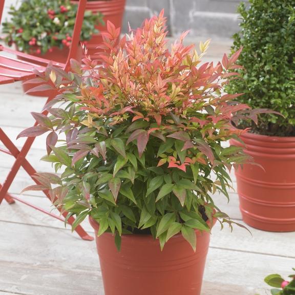 Nandina domestica Sunset Boulevard ® - Pépinière La Forêt