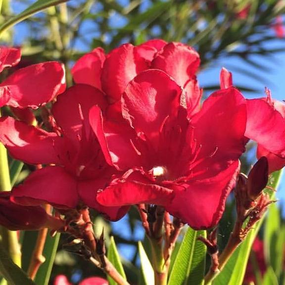 Nerium oleander Hardy Red - Pépinière La Forêt