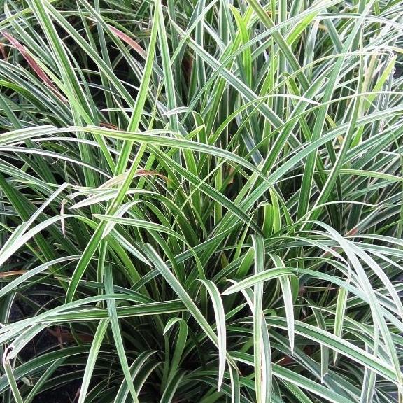 Ophiopogon japonicus Albovariegata - Pépinière La Forêt