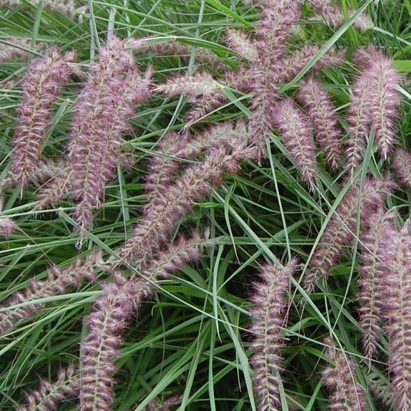 Pennisetum orientale Flamingo - Pépinière La Forêt