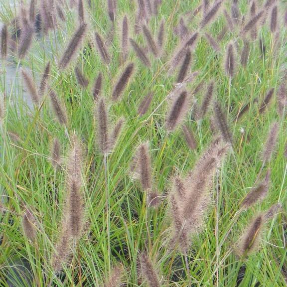 Pennisetum alopecuroïdes Moudry - Pépinière La Forêt