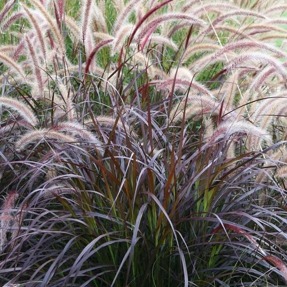 Pennisetum setaceum Rubrum - Pépinière La Forêt