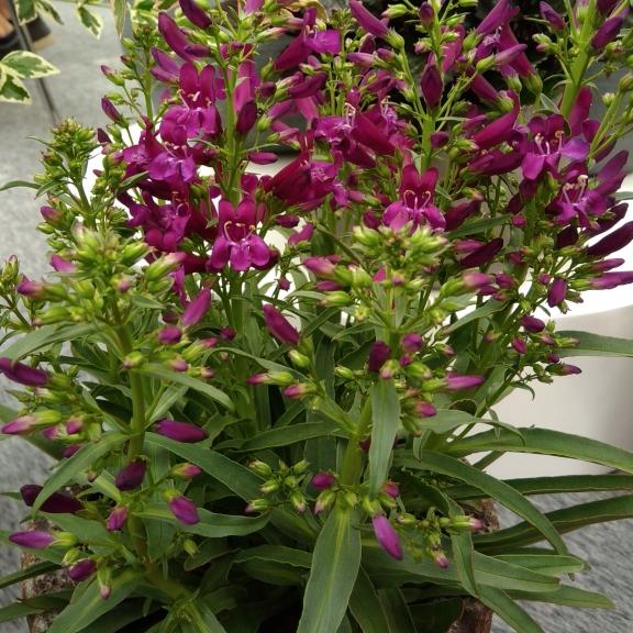 Penstemon hartwegii Purple Perfection ® - Pépinière La Forêt