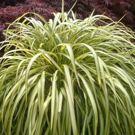 Phormium Blondie ® - Pépinière La Forêt