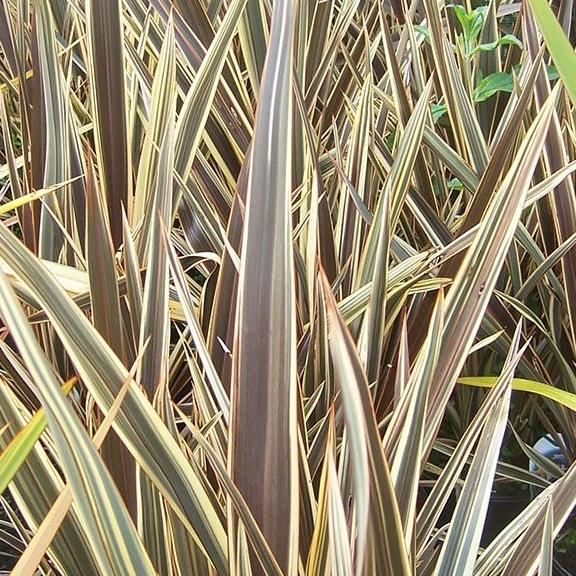 Phormium Brown Sugar ® - Pépinière La Forêt