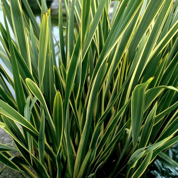 Phormium Duet - Pépinière La Forêt