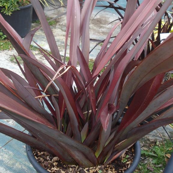 Phormium tenax Red - Pépinière La Forêt