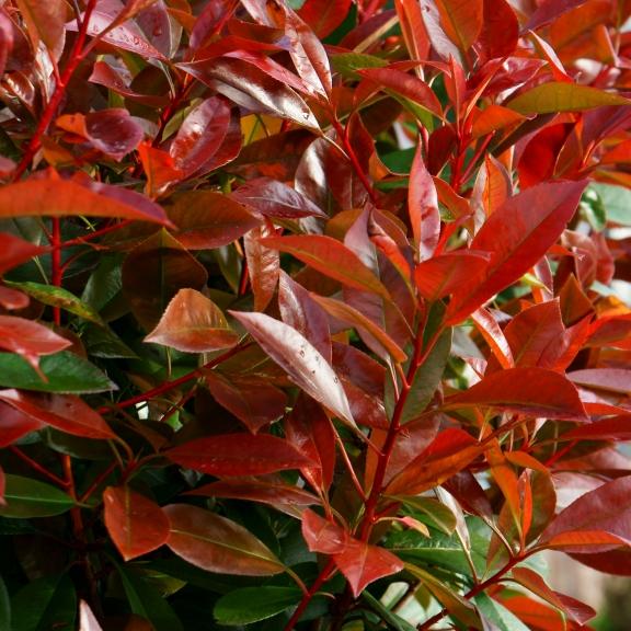 Photinia x fraseri Red Light ® - Pépinière La Forêt