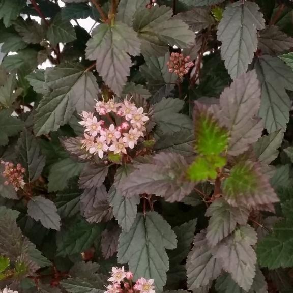 Physocarpus Little Joker ® - Pépinière La Forêt