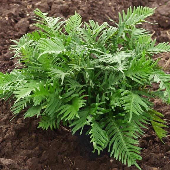 Polypodium Whitley Giant - Pépinière La Forêt