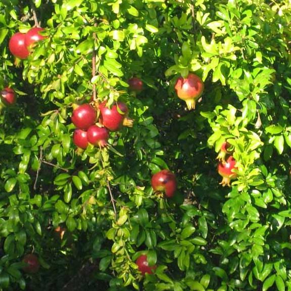 PUNICA granatum Fina Tendral - Pépinière La Forêt