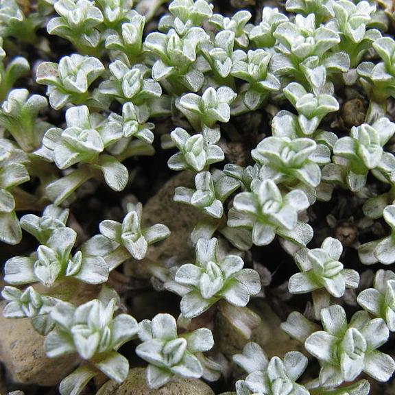 Raoulia australis - Pépinière La Forêt