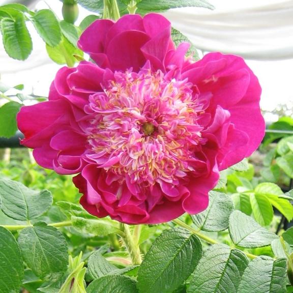 Rosier Arbustif Rosa rugosa Pompom Perfume ® (Pivoine)  - Pépinière La Forêt