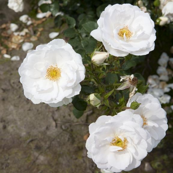 Rosier Couvre-sol ROSA SANS CONTRAINTES ® Rigo Innocencia ® - Pépinière La Forêt