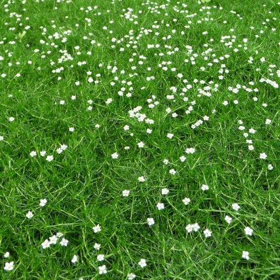 Sagine subulata Scotch Moss - Pépinière La Forêt