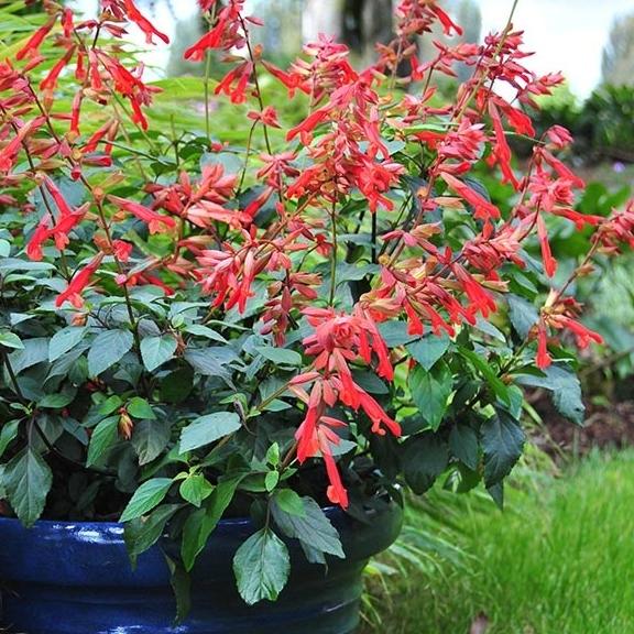 Salvia Ember Wish ® - Pépinière La Forêt