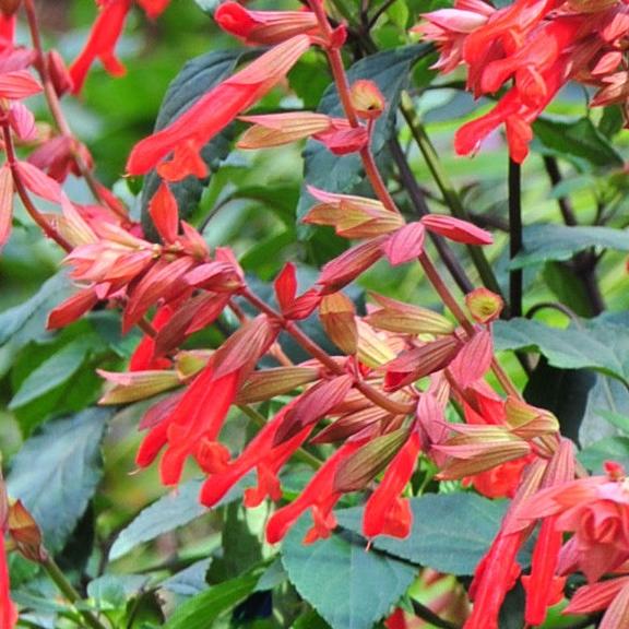 Salvia Ember Wish ® - Pépinière La Forêt