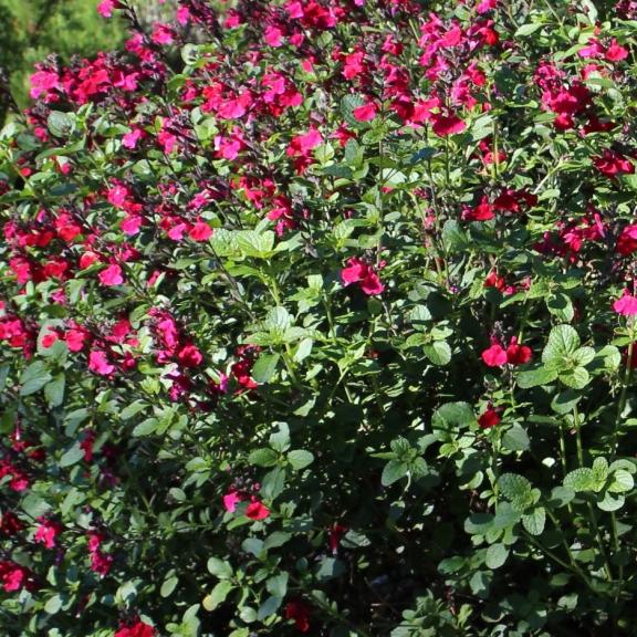 Salvia microphylla Heatwave ® Blaze ® - Pépinière La Forêt