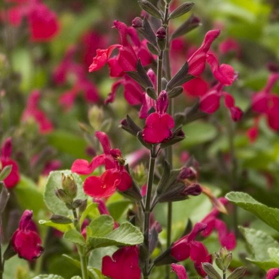 Salvia microphylla Heatwave ® Blaze ® - Pépinière La Forêt