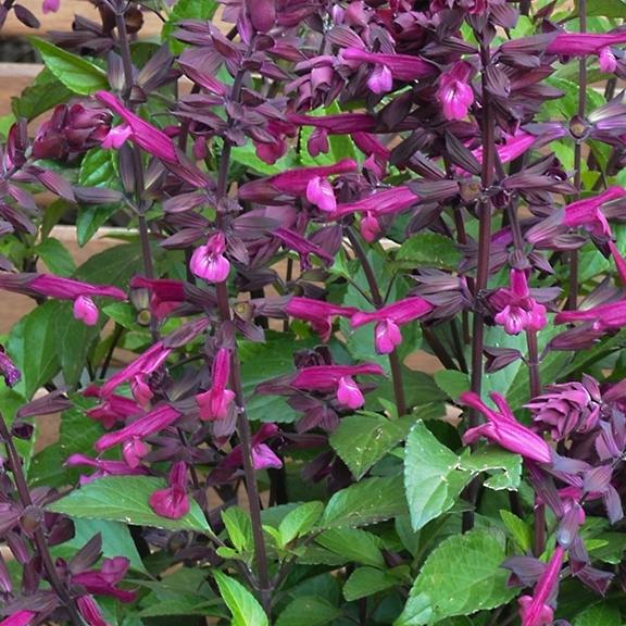 Salvia Love & Wishes ® - Pépinière La Forêt