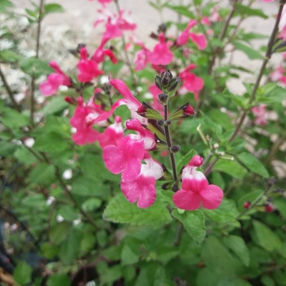 SALVIA microphylla Pink Lips ® - Pépinière La Forêt