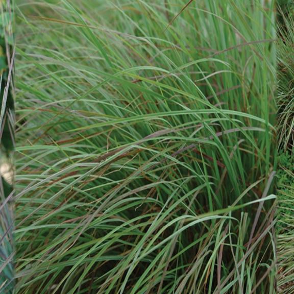 Schizachyrium Standing Ovation ® - Pépinière La Forêt