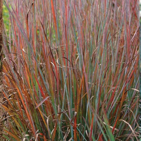 Schizachyrium Standing Ovation ® - Pépinière La Forêt