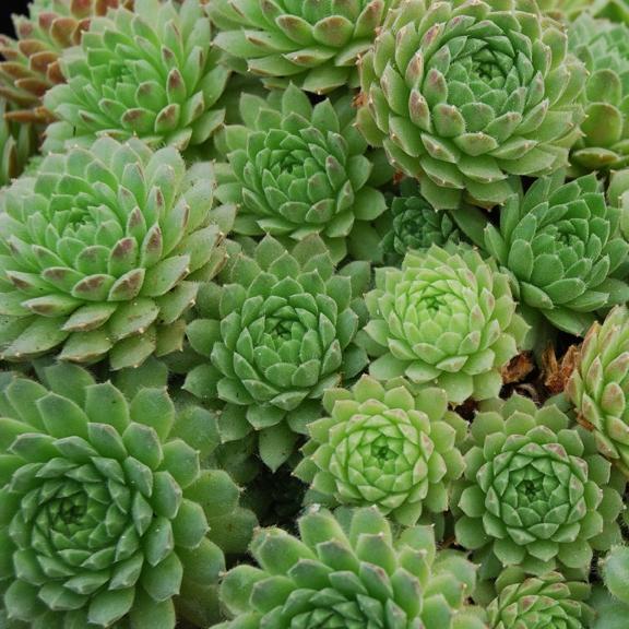 Sempervivum x Centaurus Green - Pépinière La Forêt