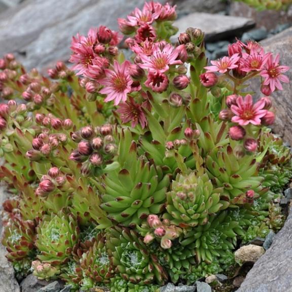 Sempervivum montanum - Pépinière La Forêt