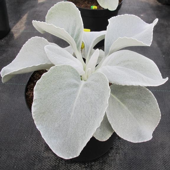 Senecio candicans Angel Wings ®  - Pépinière La Forêt