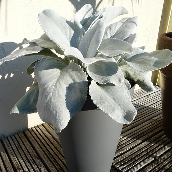 Senecio candicans Angel Wings ®  - Pépinière La Forêt