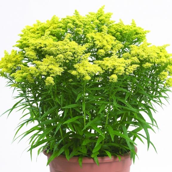 Solidago canadensis Sweety ® - Pépinière La Forêt