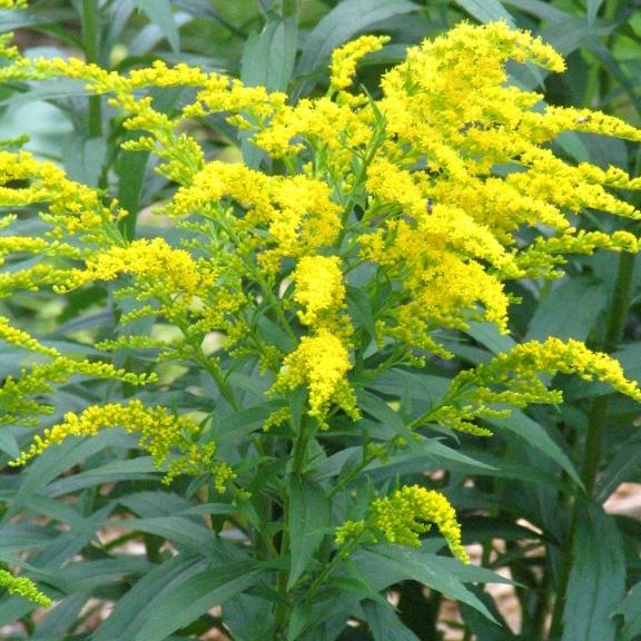 Solidago canadensis Sweety ® - Pépinière La Forêt