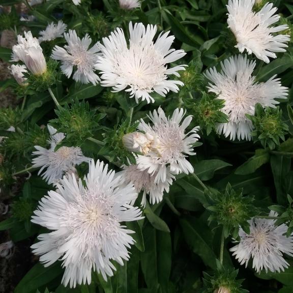 Stokesia Divinity ® - Pépinière La Forêt