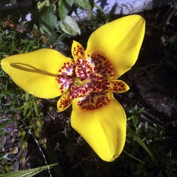 Tigridia pavonia Aurea - Pépinière La Forêt