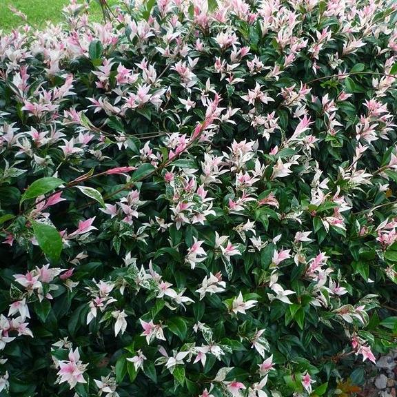 Trachelospermum asiaticum Tricolor - Pépinière La Forêt