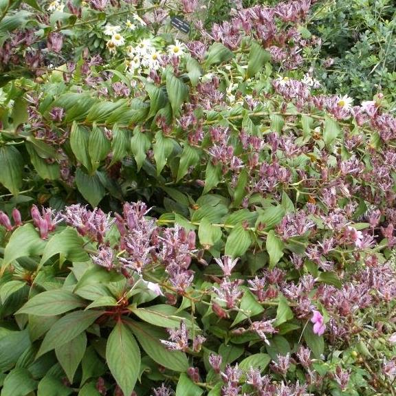 Tricyrtis formosana Samurai - Pépinière La Forêt